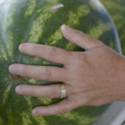 Watermelon Picker