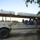 Cantaloupe Harvest