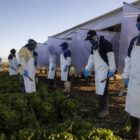 Migrant Farmworkrs