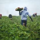 A worker in a field of short green bushes wearing a grey hoodie carries a box toward other workers in the background