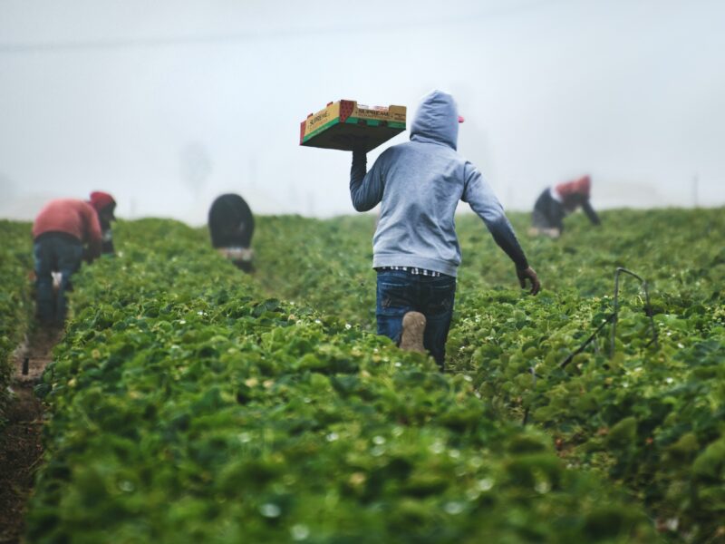 A worker in a field of short green bushes wearing a grey hoodie carries a box toward other workers in the background