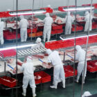 Two lines of workers covered in white from head to toe stand at assembly lines slicing meat into red boxes with fluorescent lights overhead